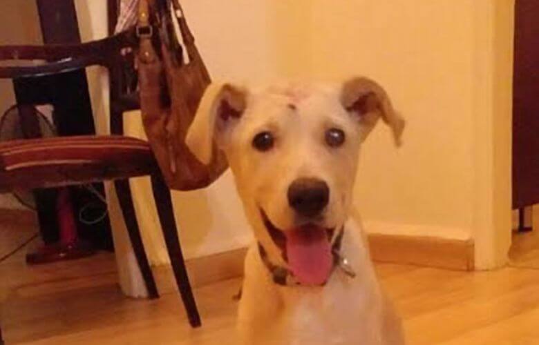 hondje geschoten