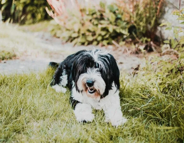 12 Dog Breeds That Don’t Bond Well With Their Owners
