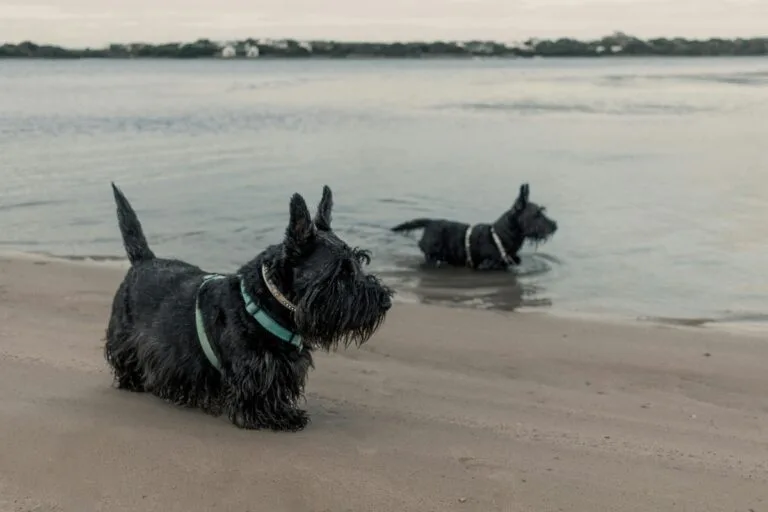 12 Dog Breeds That Don’t Bond Well With Their Owners