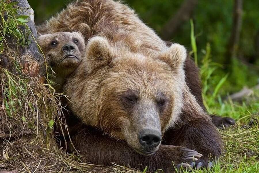 小さな赤ちゃんグマを救った男性に対し、母親のクマが取った非常に驚くべき行動