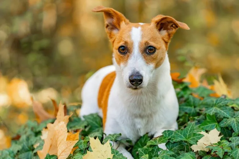 12 Dog Breeds That Don’t Bond Well With Their Owners