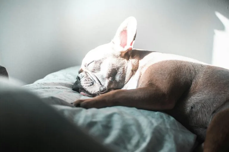 12 Dog Breeds That Don’t Bond Well With Their Owners