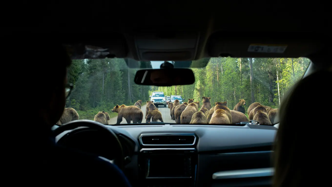 クマがイエローストーン道路を封鎖 – ドライバーを動けなくさせた理