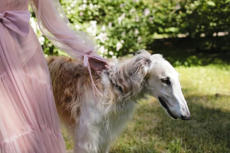 12 Dog Breeds That Don’t Bond Well With Their Owners