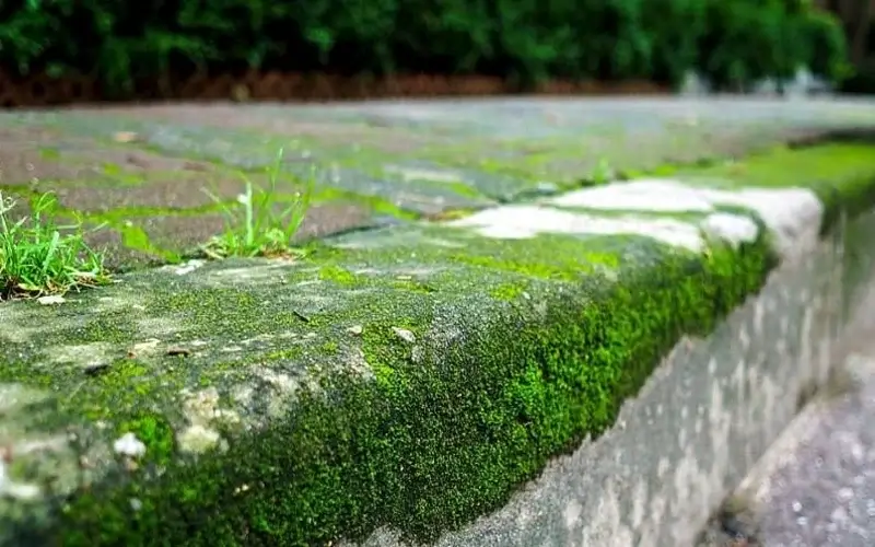 雑草の除去？このトリックを使えば、時間はかかりません！超実用的！