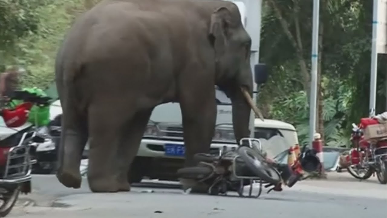 8 Stunning Stories Of Animals Who Took Revenge On Humans