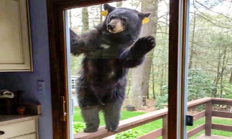 毎朝、家族に手を振るクマ。ある日、お父さんがクマを追いかけたところ、衝撃的な発見をする。