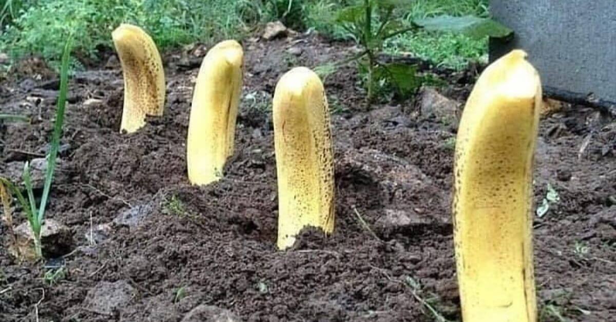 庭中にバナナを植える： 一週間後に何が起こるか