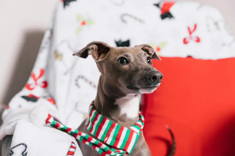 12 Dog Breeds That Don’t Bond Well With Their Owners