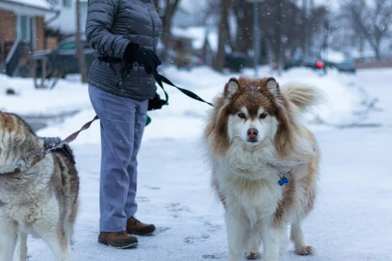 12 Dog Breeds That Don’t Bond Well With Their Owners
