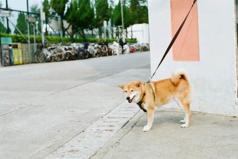 12 Dog Breeds That Don’t Bond Well With Their Owners