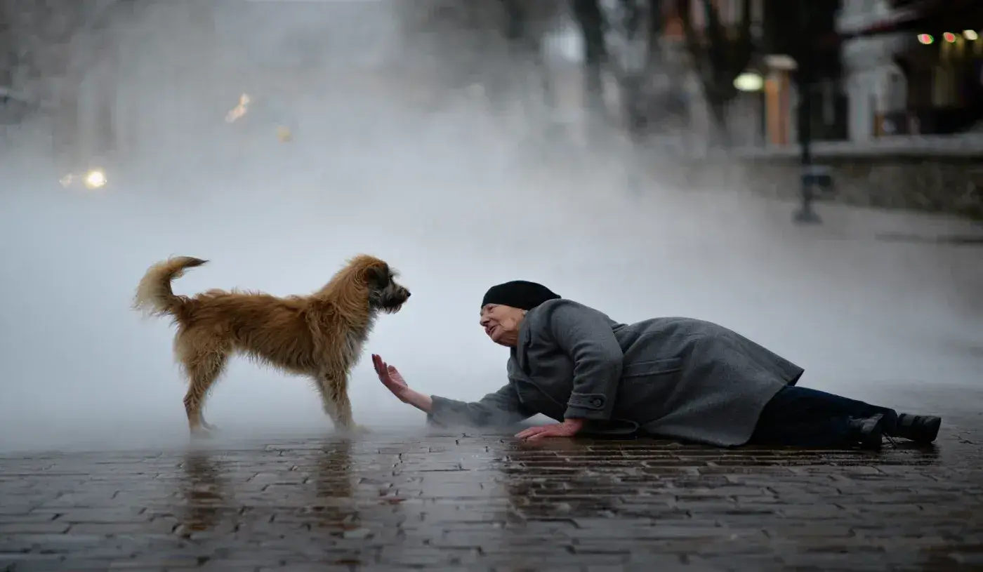 高齢の女性が霧の中で転倒 – その後、迷い犬が取った行動に驚かされる！