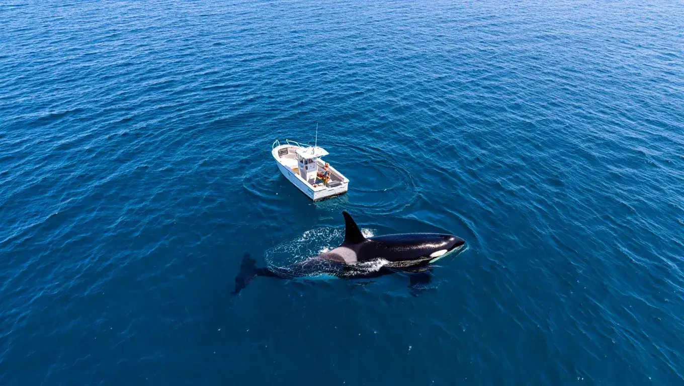 シャチが船を外洋に囲い込み、浮上した船の乗組員が背中に乗っているものを目撃