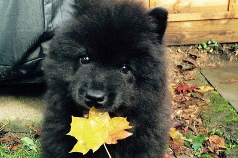 新しい犬を獣医に連れて行ったら即座に警察を呼ばれた話