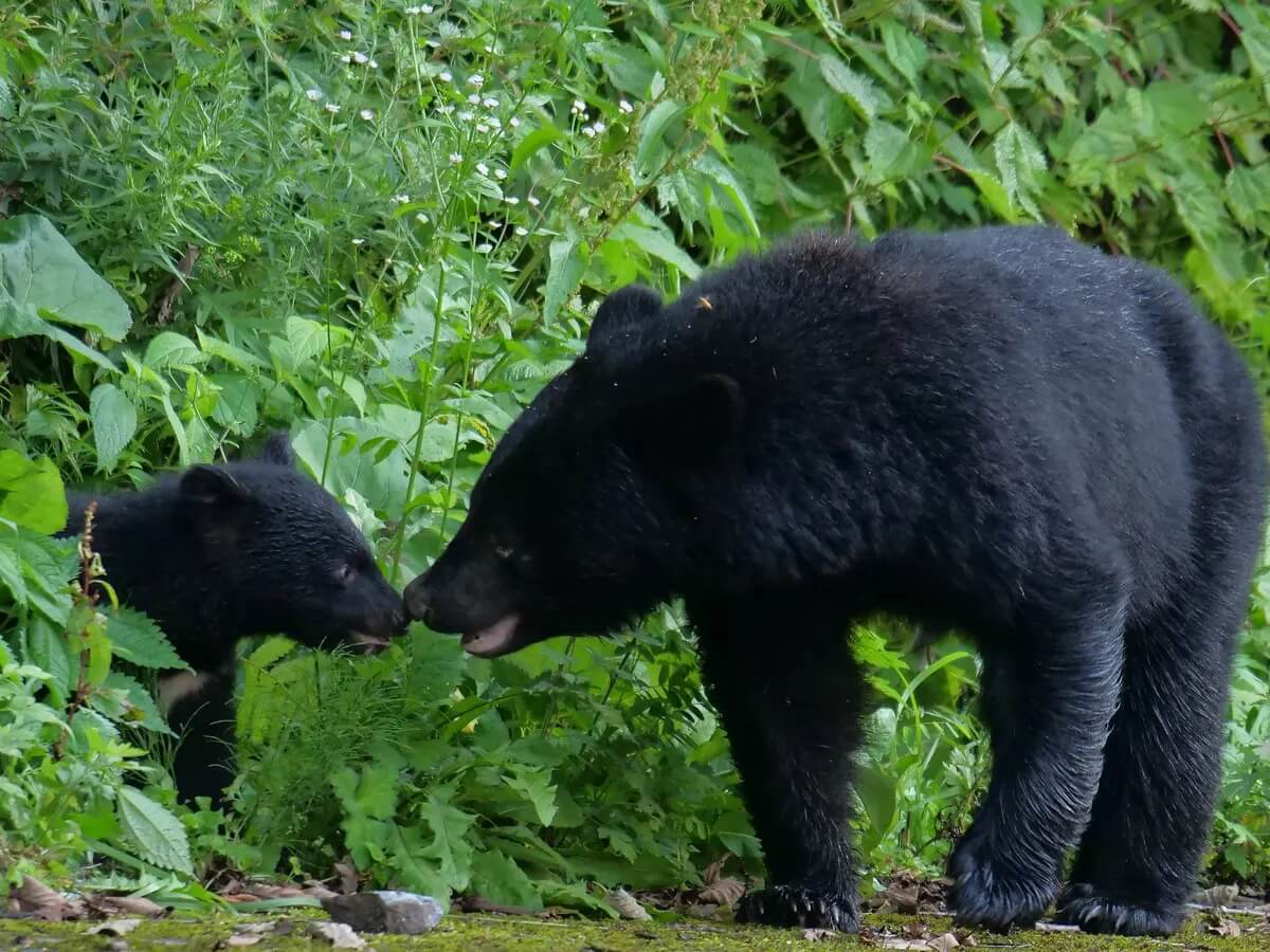 小さな赤ちゃんグマを救った男性に対し、母親のクマが取った非常に驚くべき行動