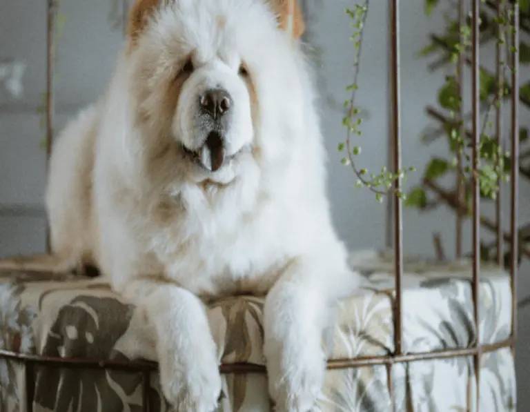 12 Dog Breeds That Don’t Bond Well With Their Owners