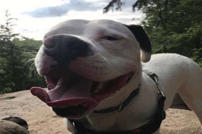 ある犬の幸せそうな写真が警察にとって必要な決定的証拠となった話