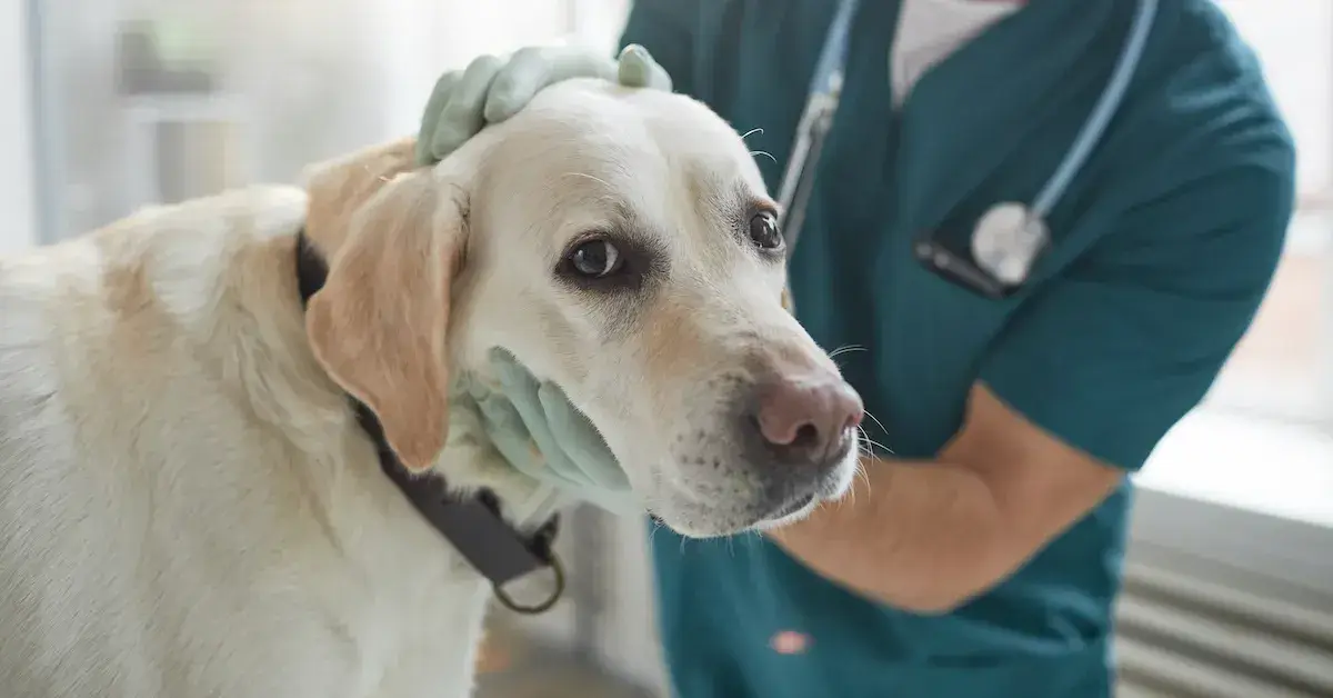 犬を飼っているなら、これは気になるかもしれない