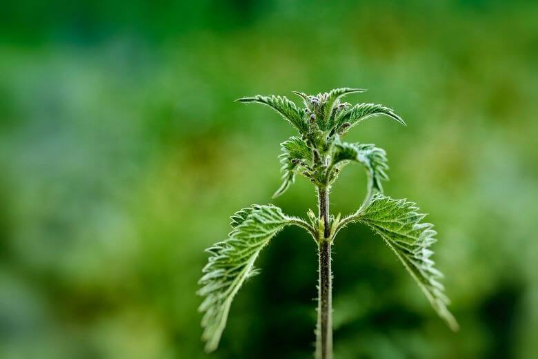 タイルの間に雑草が生えている？除去すべきでない理由はコレ！