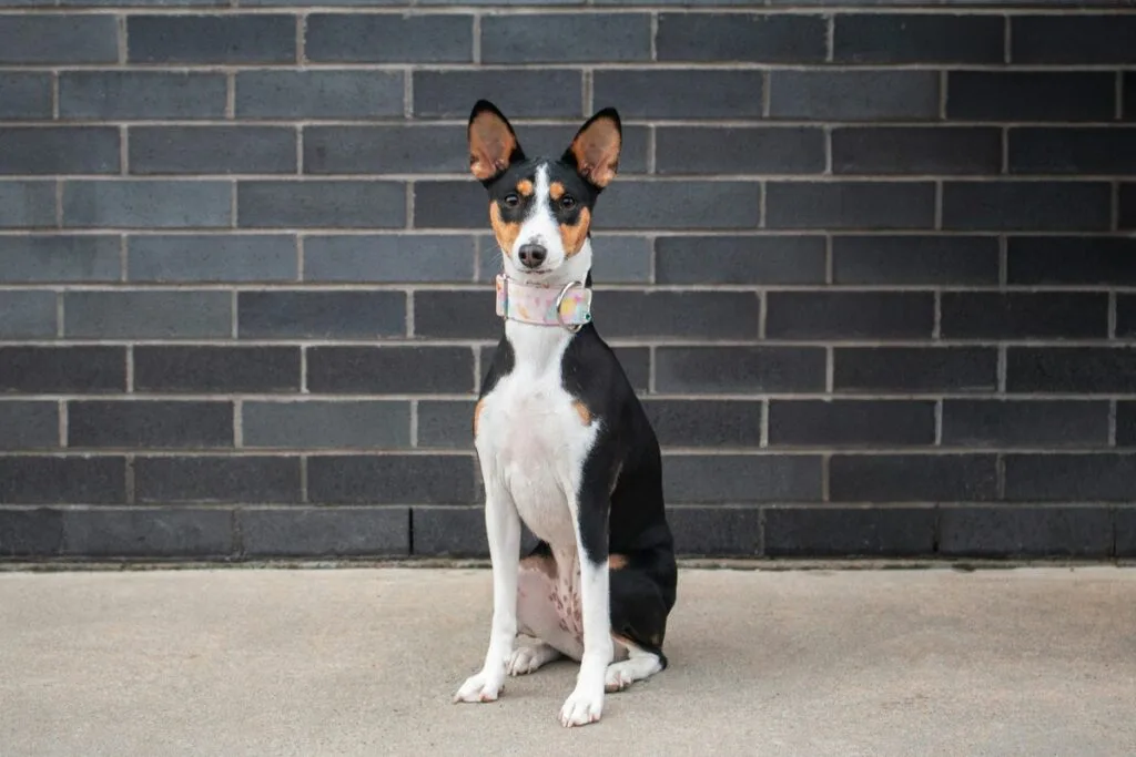 12 Dog Breeds That Don’t Bond Well With Their Owners