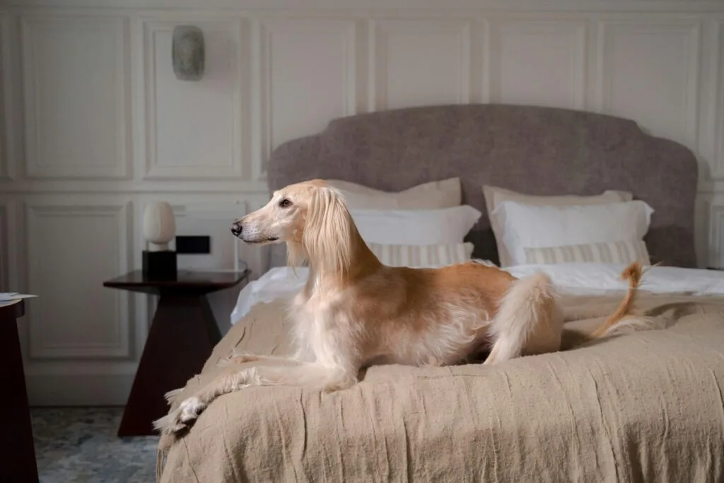 12 Dog Breeds That Don’t Bond Well With Their Owners