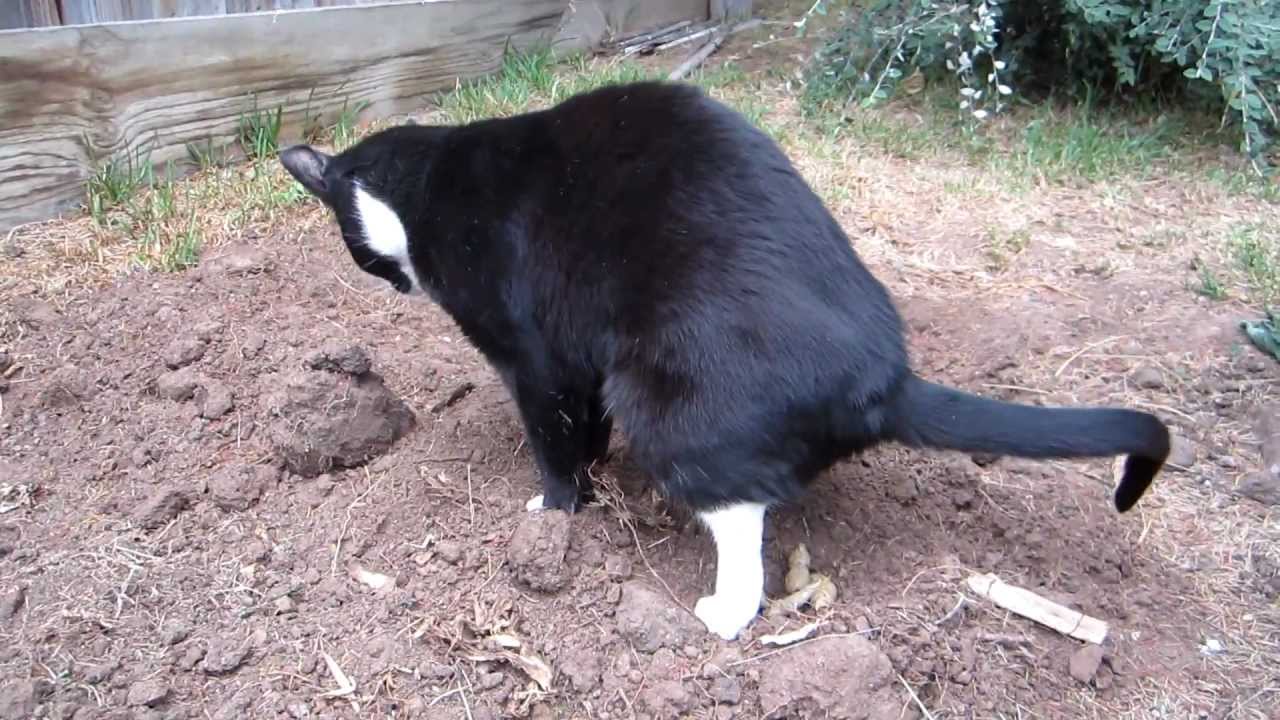 近所の猫が毎日のように裏庭に来る？この裏技を使えばもう寄ってきません！