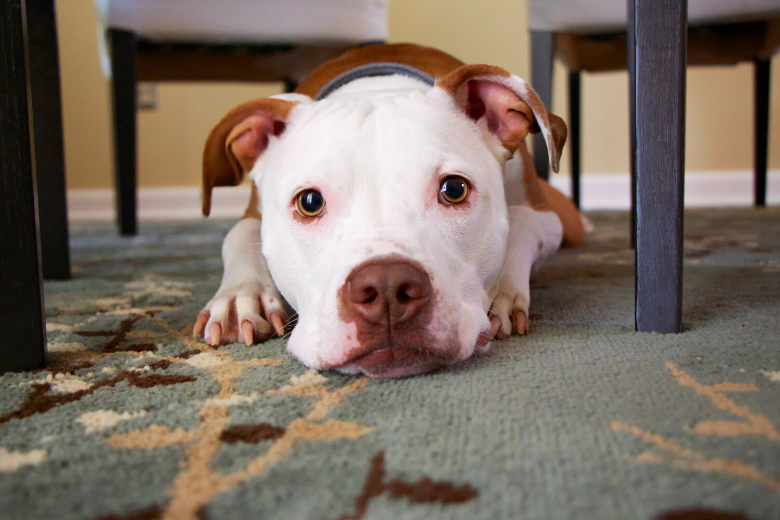 Fácil: así se limpian los vómitos de mascotas de la alfombra