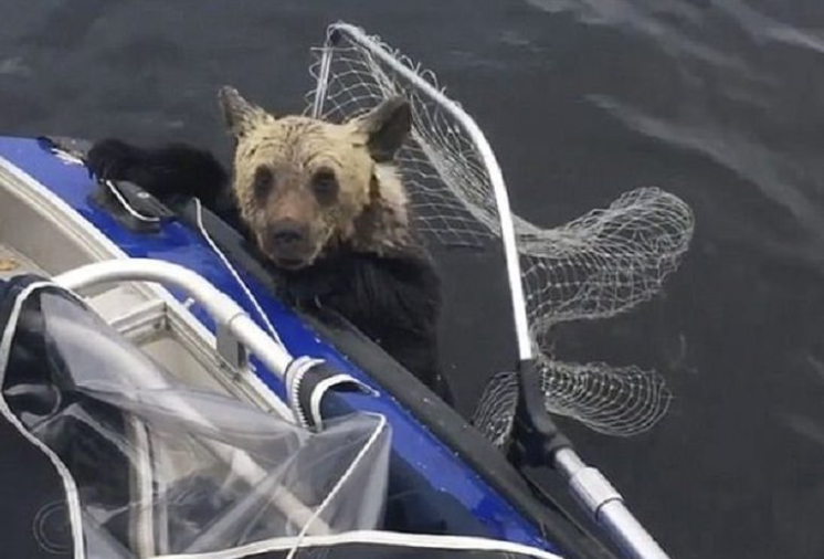 Mamá osa deja cachorros agotados a punto de ahogarse; por suerte estos pescadores estaban cerca