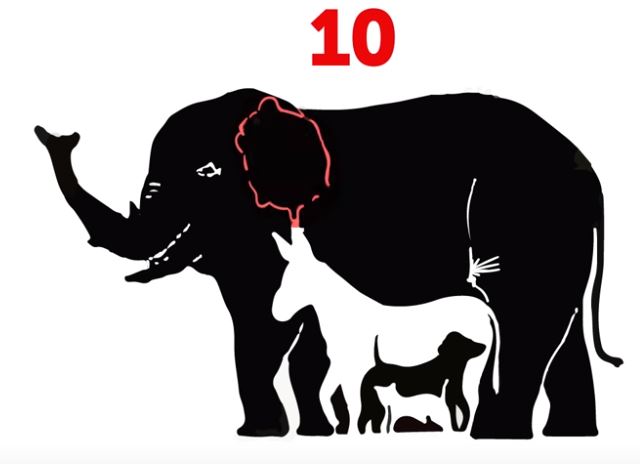¿Cuántos animales logras descubrir?