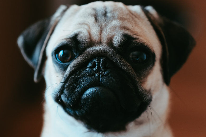 Holanda podría prohibir perros de cara chata y gatos de orejas plegadas en el futuro