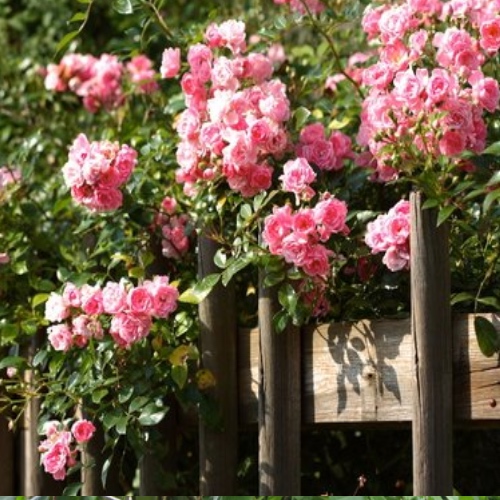 Ella pone un tallo de rosas en una patata