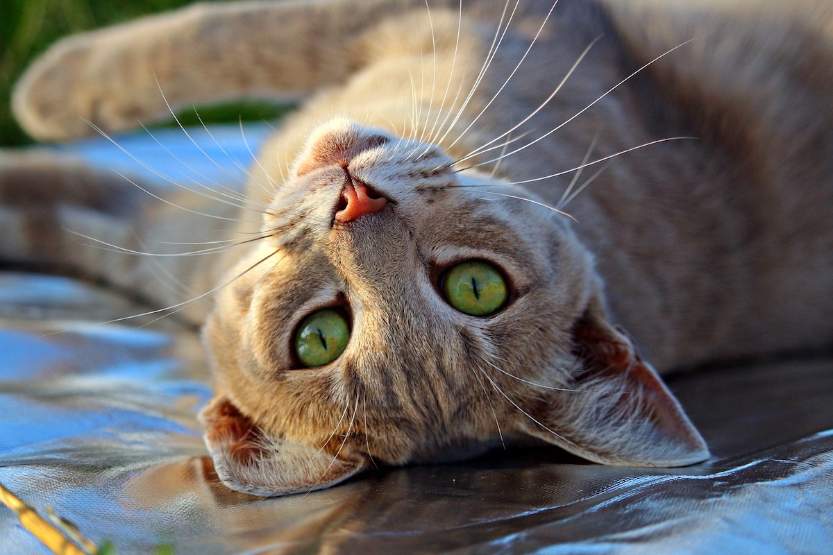 La razón por la cual los gatos siempre actúan de formas extrañas