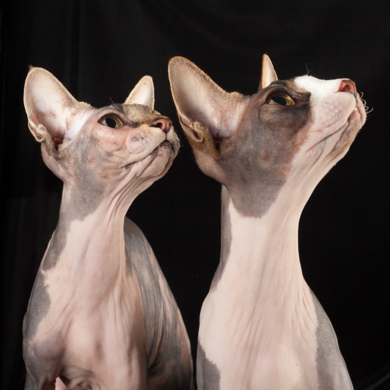 Te atreverías a tener un gato esfinge