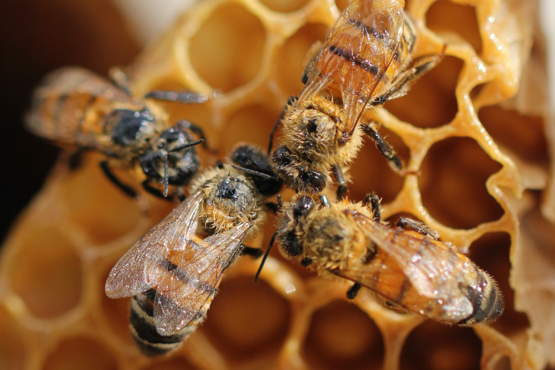 Aprobada la primera vacuna del mundo para las abejas melíferas