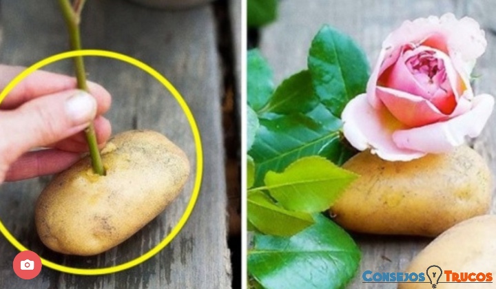 Ella pone un tallo de rosas en una patata