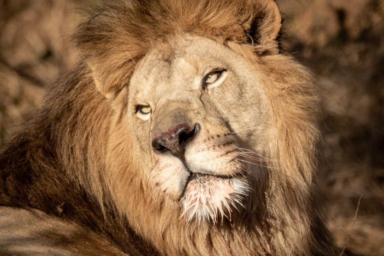 Este león fue avistado en estado salvaje: un veterinario se sorprende al darse cuenta de su enorme tamaño