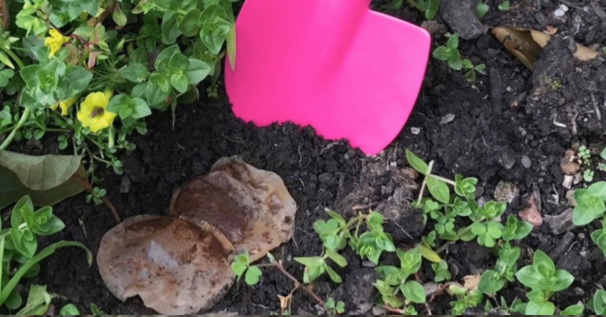 Poner las bolsitas de té usadas en el jardín tiene muchos beneficios