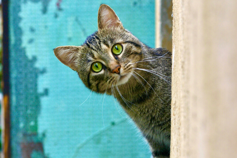 Gato que desapareció hace cinco años se reunió con su familia