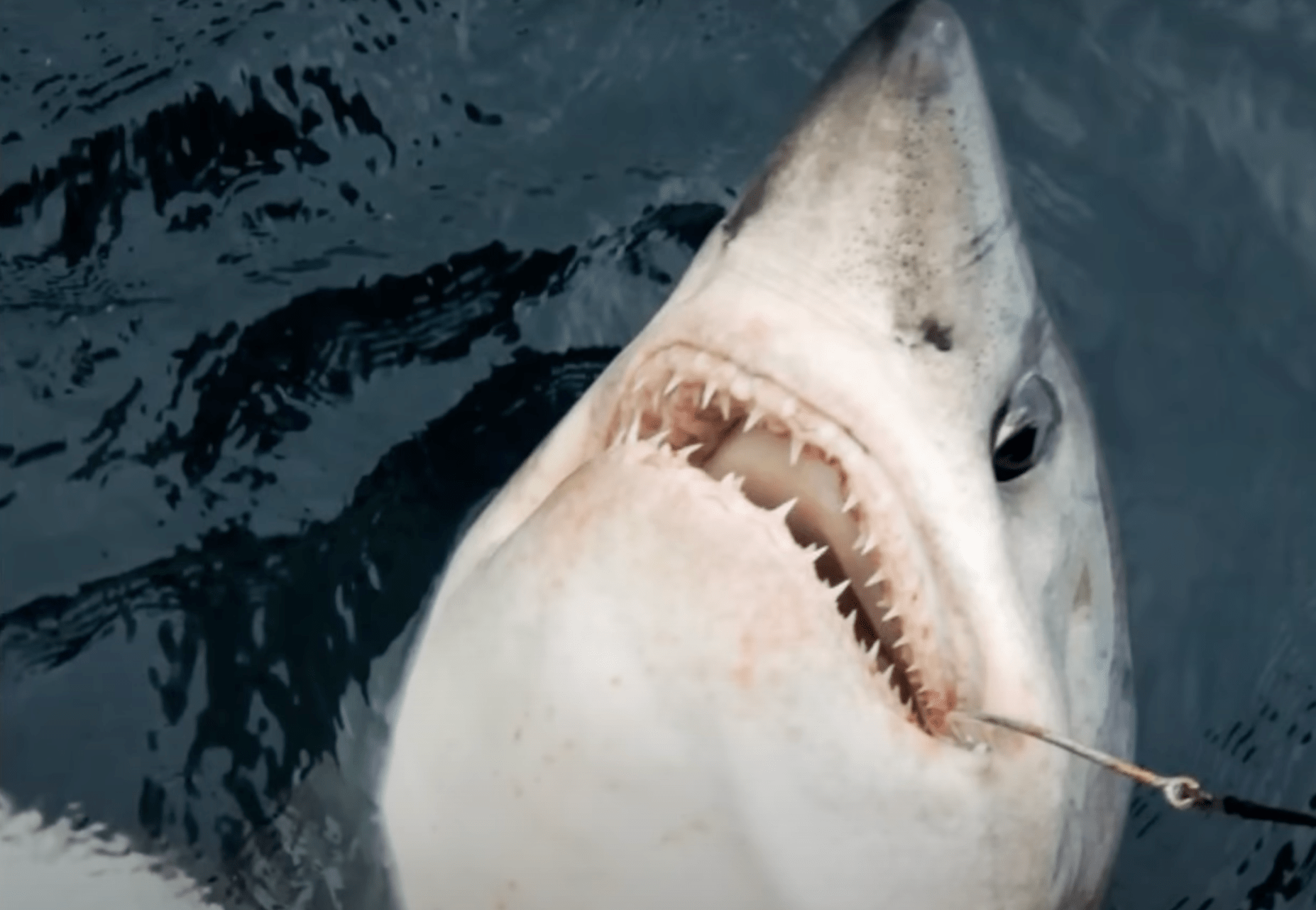Estos marineros encontraron un tiburón gigante - ¡No creerás lo que encontraron dentro!