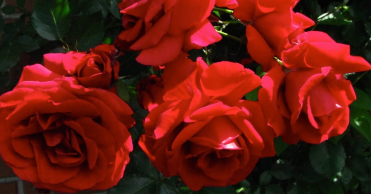 Tus rosas crecerán y prosperarán usando un tallo y una patata