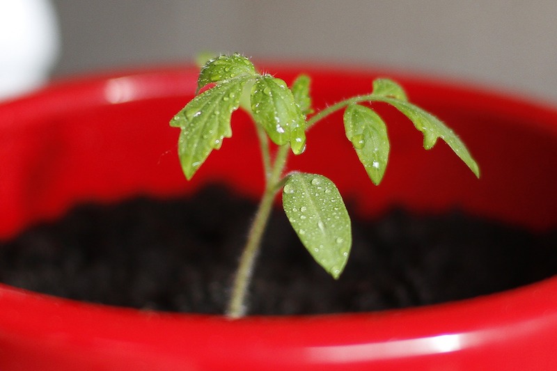 Él pone 4 rodajas de tomate en una olla con tierra para hacer su propio huerto de tomates