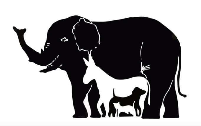 ¿Cuántos animales logras descubrir?
