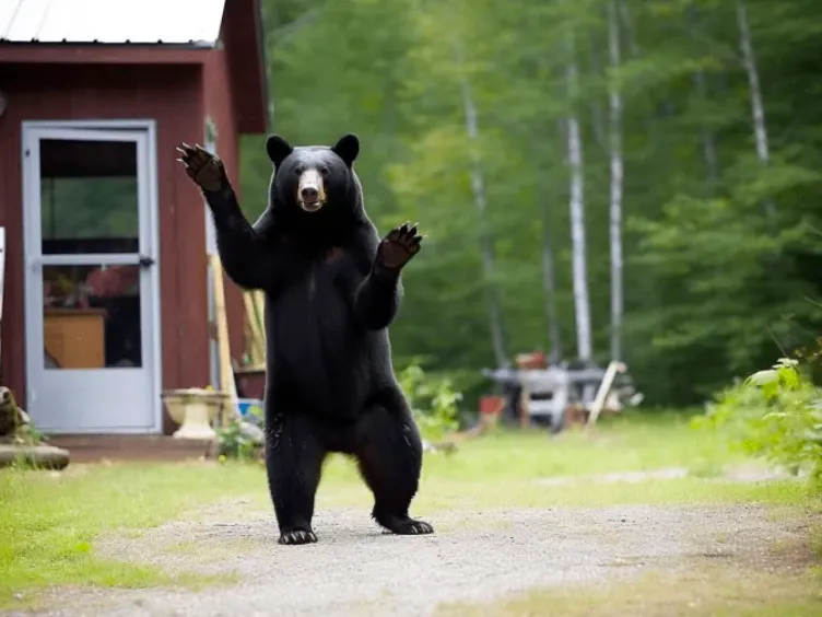 Un oso saluda a su familia todas las mañanas y un día su padre descubre algo sorprendente