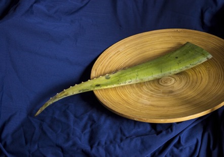 7 increíbles tips que realzarán tu belleza usando Aloe Vera