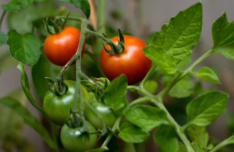 Él pone 4 rodajas de tomate en una olla con tierra