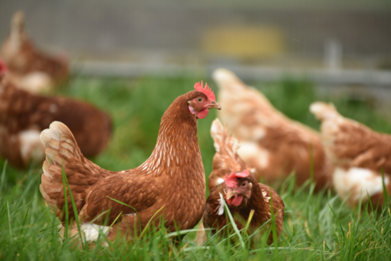Explicado: ¿las gallinas pueden poner huevos si no hay gallo en tu gallinero?