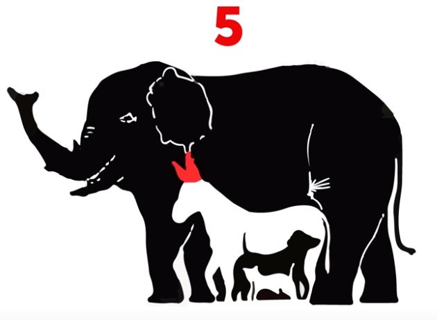 ¿Cuántos animales logras descubrir? Casi nadie llega al número correcto.