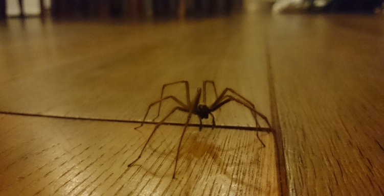 ¡Con esta manera amigable con los animales, ahuyenta a todas las arañas de tu casa!