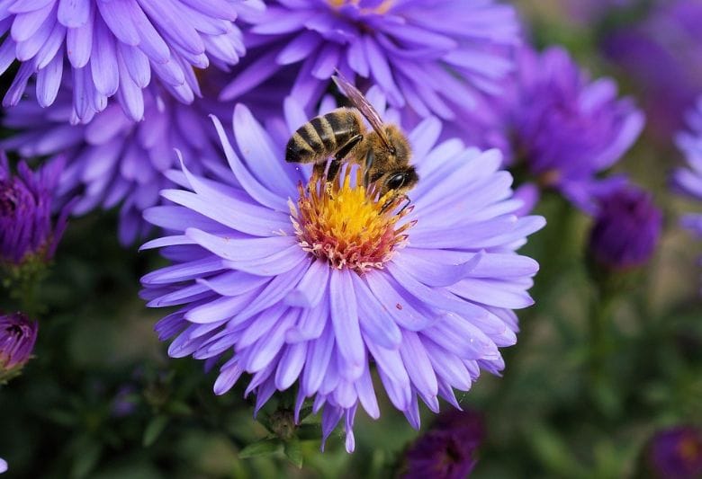 A salvo las abejas: todos deberían poner una cucharada de azúcar en su jardín
