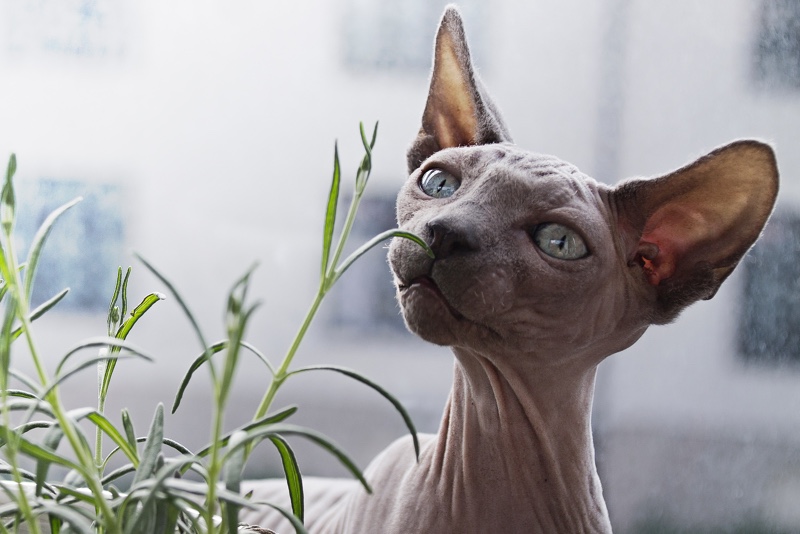 ¿Te atreverías a tener un gato Esfinge? La mascota más especial del mundo